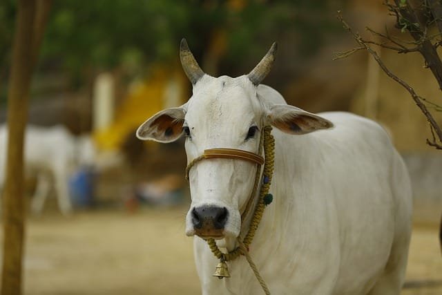 suku mundari
